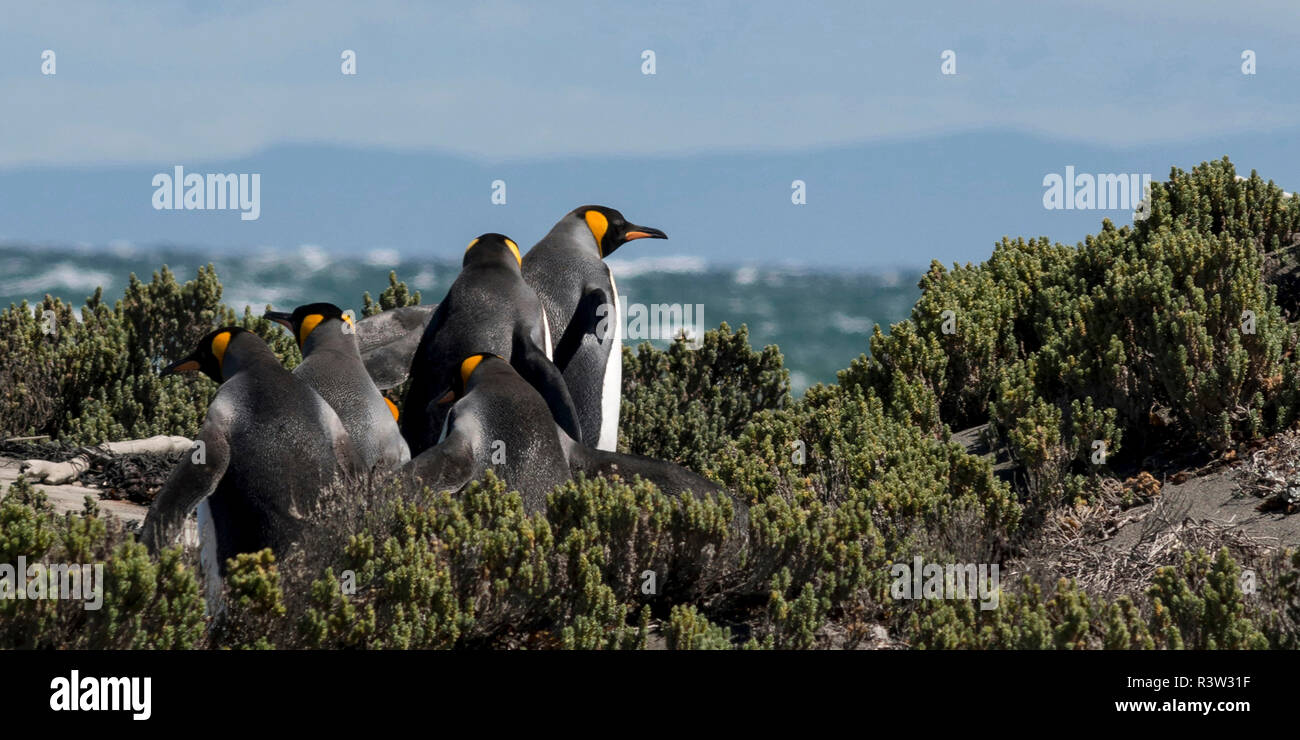 Tiera del Fuego, Chili, Patagonie, Argentine. Un groupe de manchots royaux à pied vers l'océan. Banque D'Images