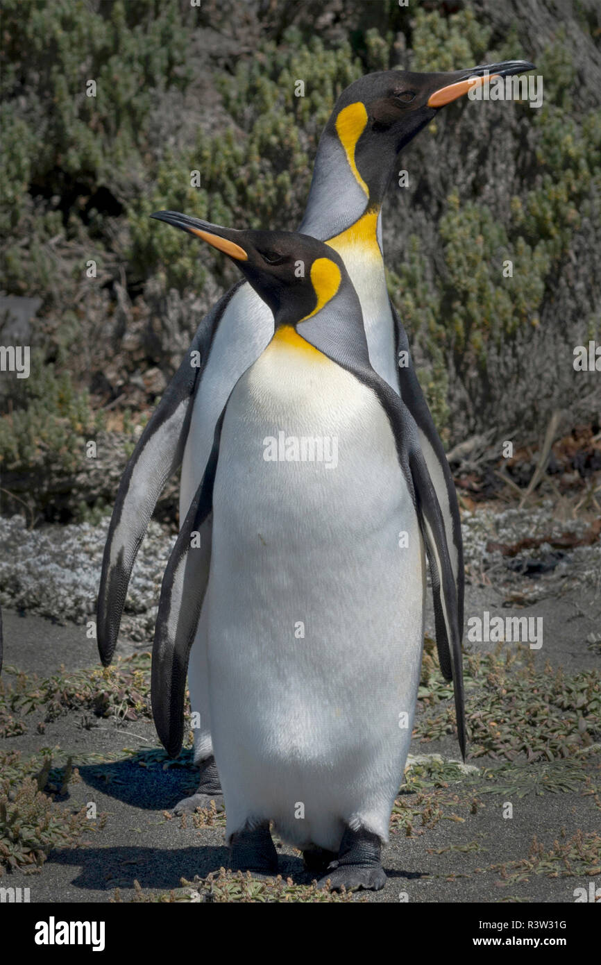 La Terre de Feu, le Chili, la Patagonie, l'Amérique du Sud. Deux manchots royaux à la recherche dans des directions opposées. Banque D'Images