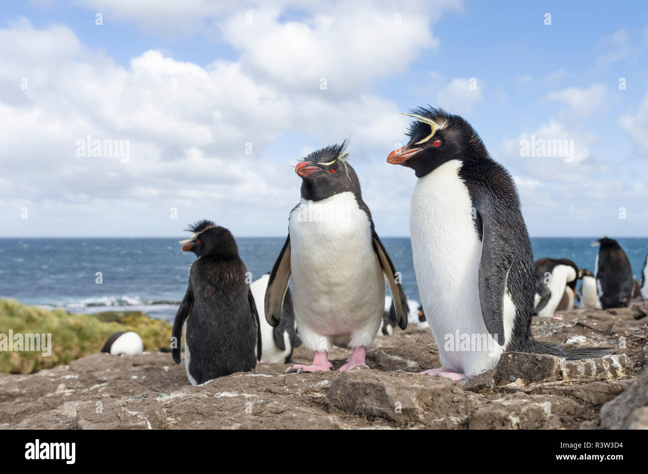 Rockhopper Penguin (Eudyptes chrysocome). Îles Falkland Banque D'Images