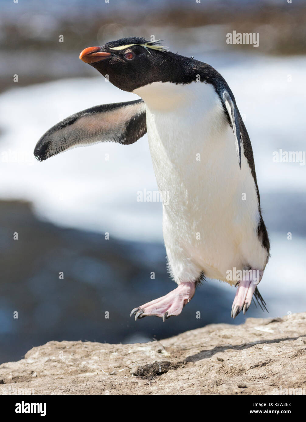 Rockhopper Penguin (Eudyptes chrysocome). Îles Falkland Banque D'Images