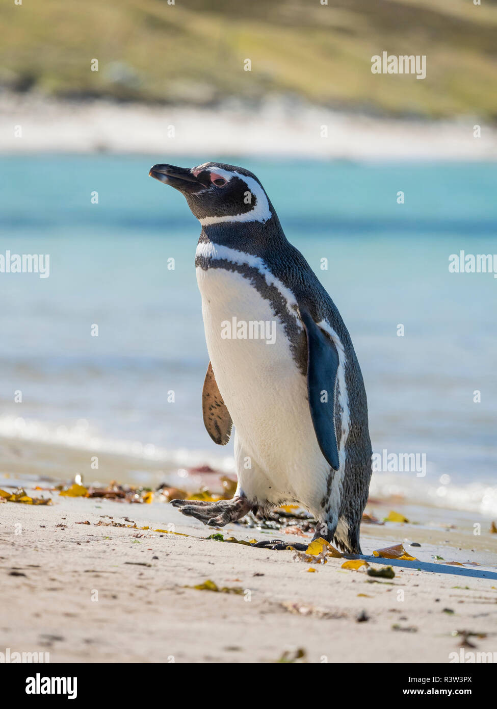 Manchot de Magellan (Spheniscus magellanicus) à plage. L'Amérique du Sud, îles Falkland Banque D'Images