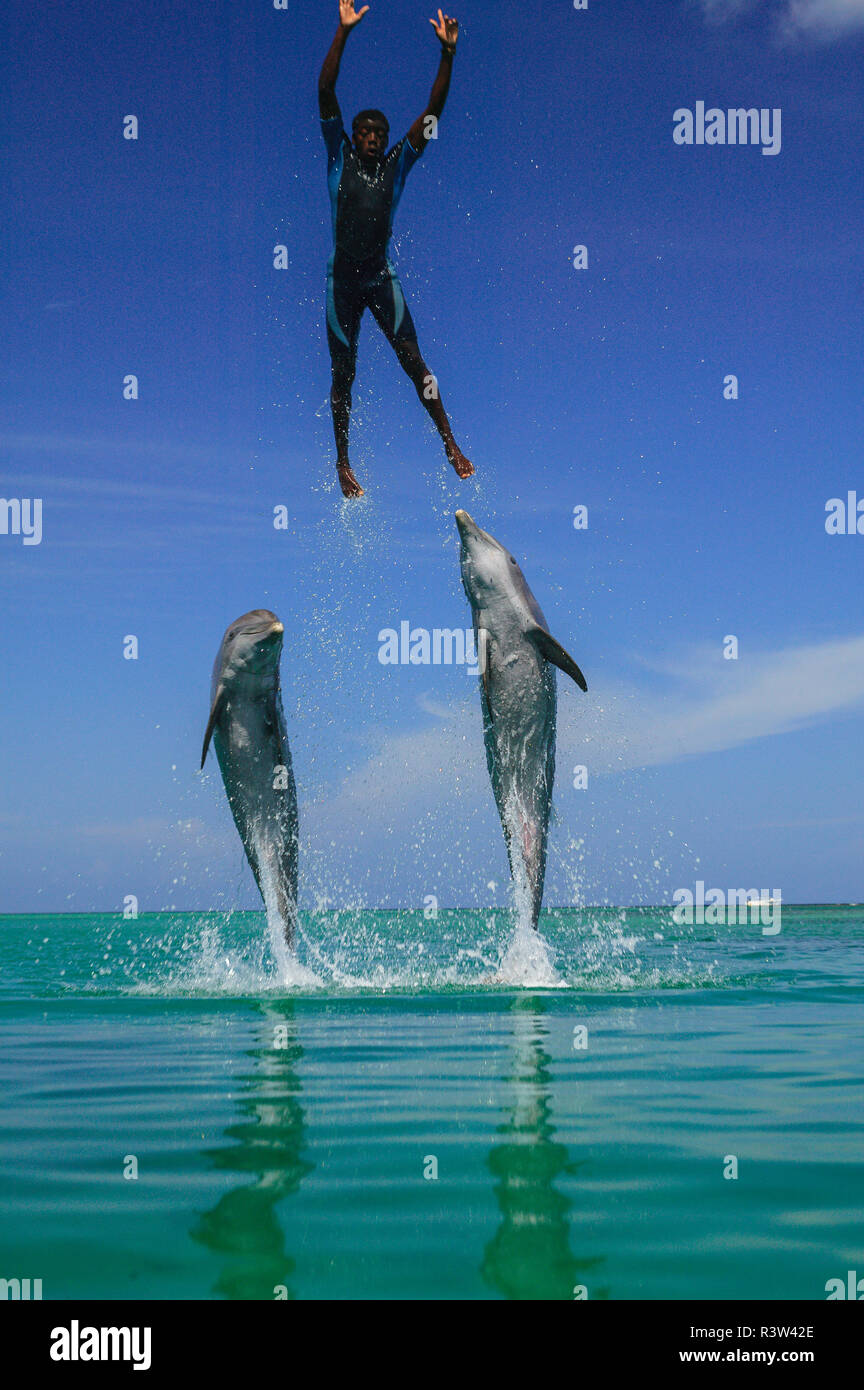 Les grands dauphins (Tursiops truncatus) lancement du formateur dans l'air, mer des Caraïbes, près de Roatan, Honduras Banque D'Images