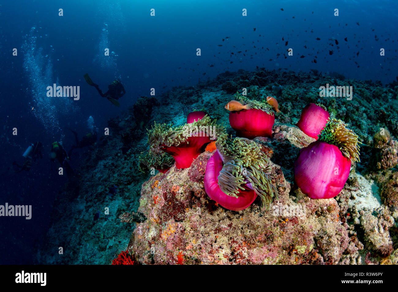 Paysage coloré sous-marine des maldives avec scuba diver silhouette Banque D'Images