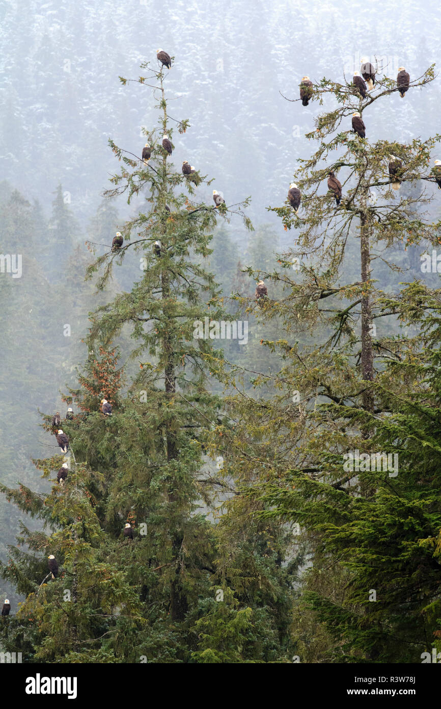 USA, Alaska. De nombreux pygargues à tête blanche la perche dans les arbres pendant une saison des pluies, jour de neige. Banque D'Images