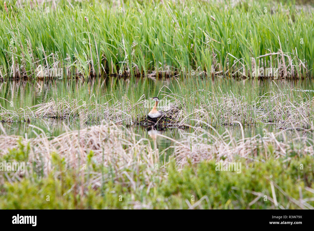 USA, Alaska. Un grebe est assis sur son nid dans Potter Marsh. Banque D'Images