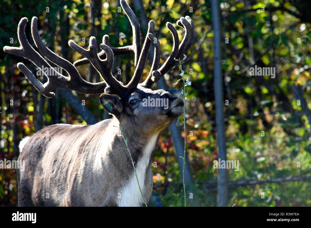 USA, Alaska, Fairbanks. Village indien Chena, caribou Banque D'Images