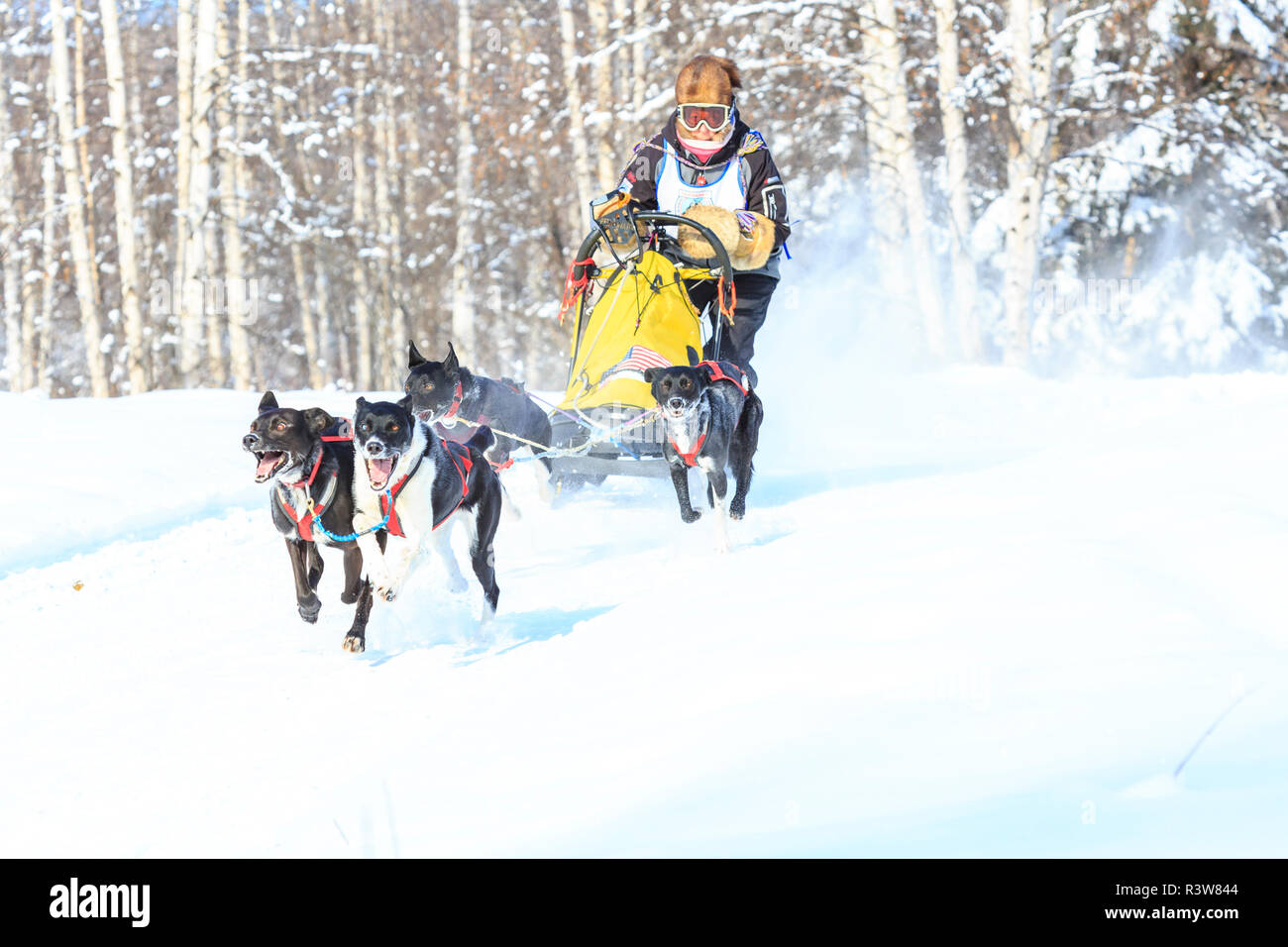 Annamaet Limited North American Dog Mushing Championship, Fairbanks, Alaska, USA Banque D'Images