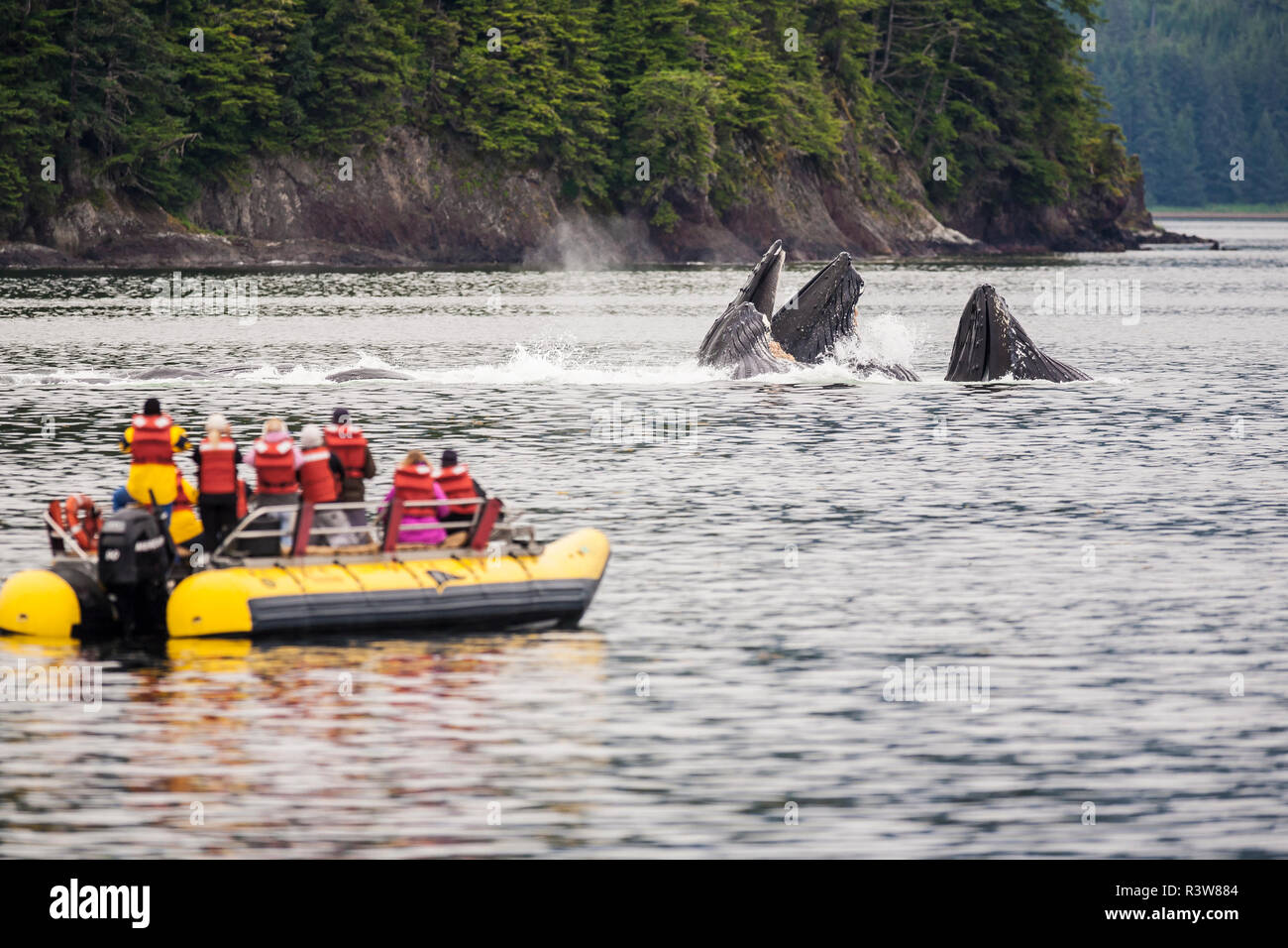 Nature Tour d'observation du groupe de près sur une jambe (la bulle-net) nourrir les baleines à bosse (Megaptera novaeangliae), Inside Passage, Alaska, USA Banque D'Images