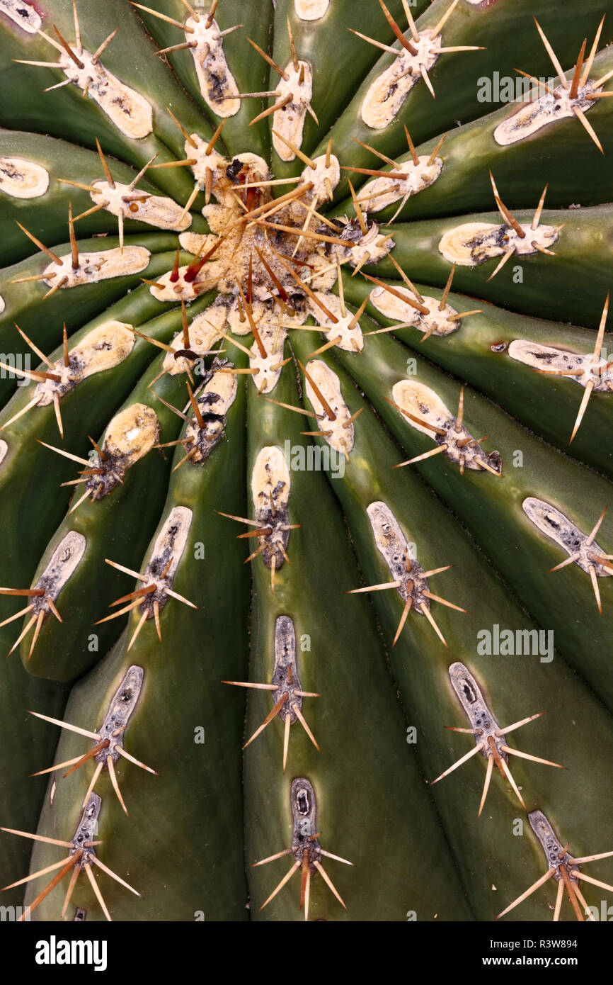 Modèle Cactus, Arizona Banque D'Images