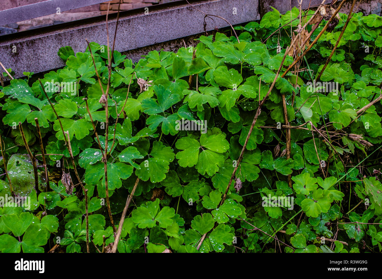La conception de paysage avec des feuilles vertes d'Oxalis, couverte de rosée, à côté du sentier Banque D'Images