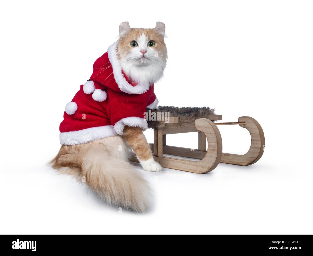 Patte De Chat Qui Leche Banque D Images Detourees Alamy