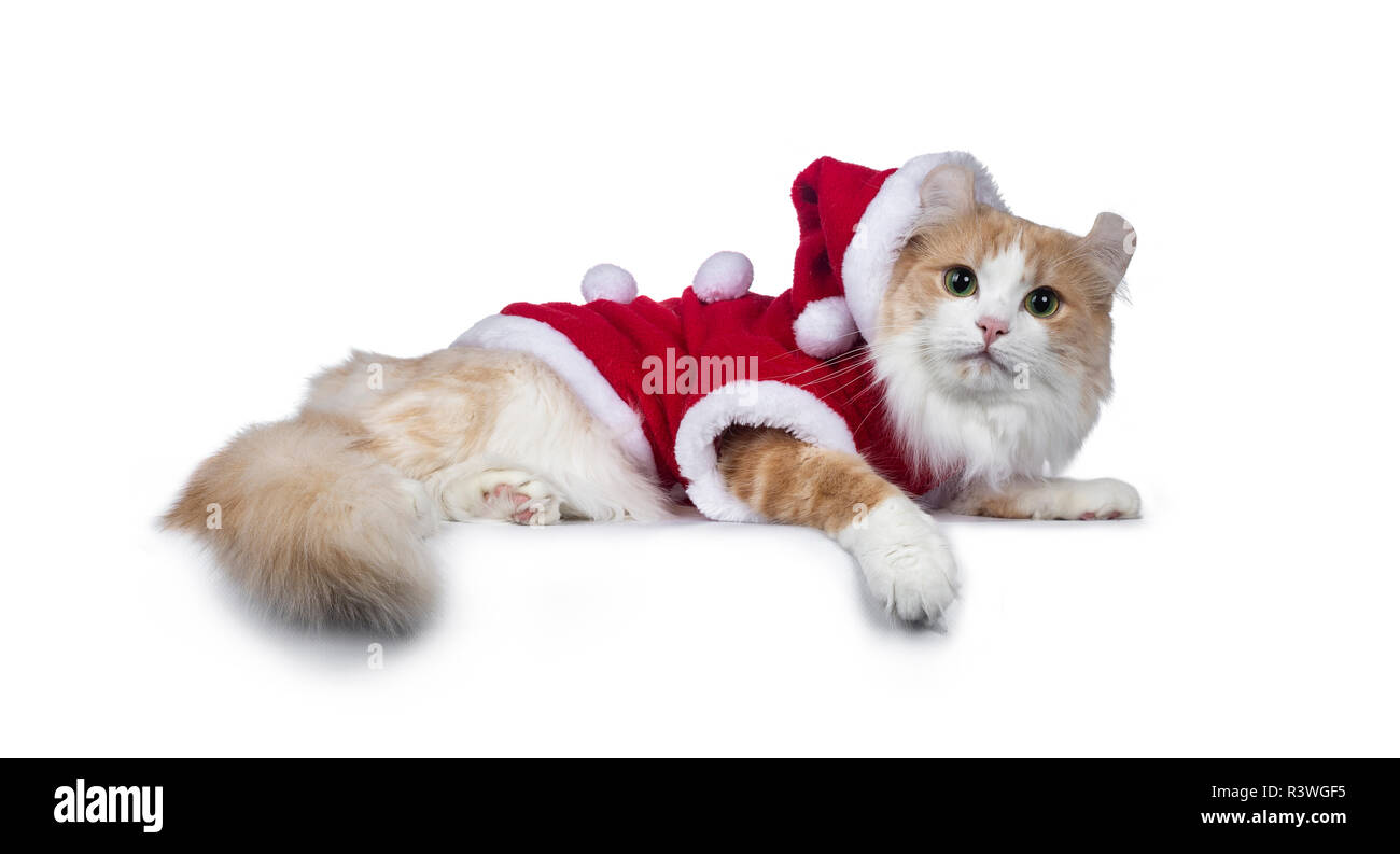 Rouge Doux Adorable Avec White American Curl Chat Couche Cote Wearing Santa Looking At Camera Avec Hypnotiser Vert Jaune Les Yeux La Norme Iso Photo Stock Alamy