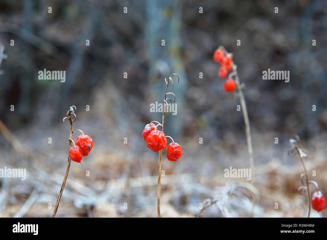 Les baies de la forêt rouge, à la fin de l'automne gros plan, selective focus Banque D'Images