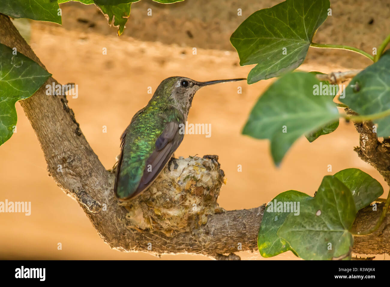 USA, Arizona, Sedona. Anna's hummingbird (Calypte anna) à son nid Banque D'Images