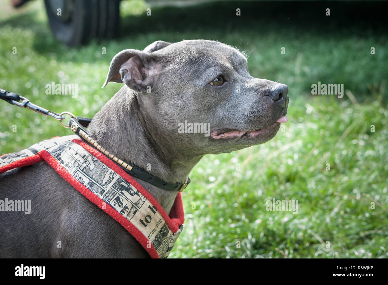 Staffordshire Bull Terrier bleu sur un chien portant un collier et un faisceau de traction Poids Banque D'Images