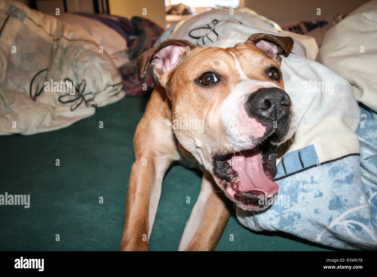 Couchage chien gâté sous la couverture (bull-terrier américain de mine) Banque D'Images