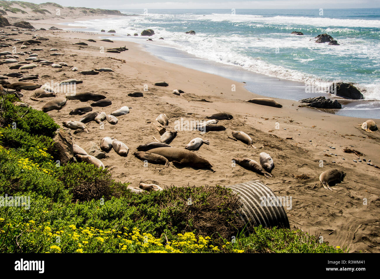 États-unis, Californie. Pas d'eau pas de vie, la sécheresse de la Californie, de l'expédition 4 San Simeon Bay, confluence avec la plage de Piedras Blancas avec elephant seal rookery Banque D'Images