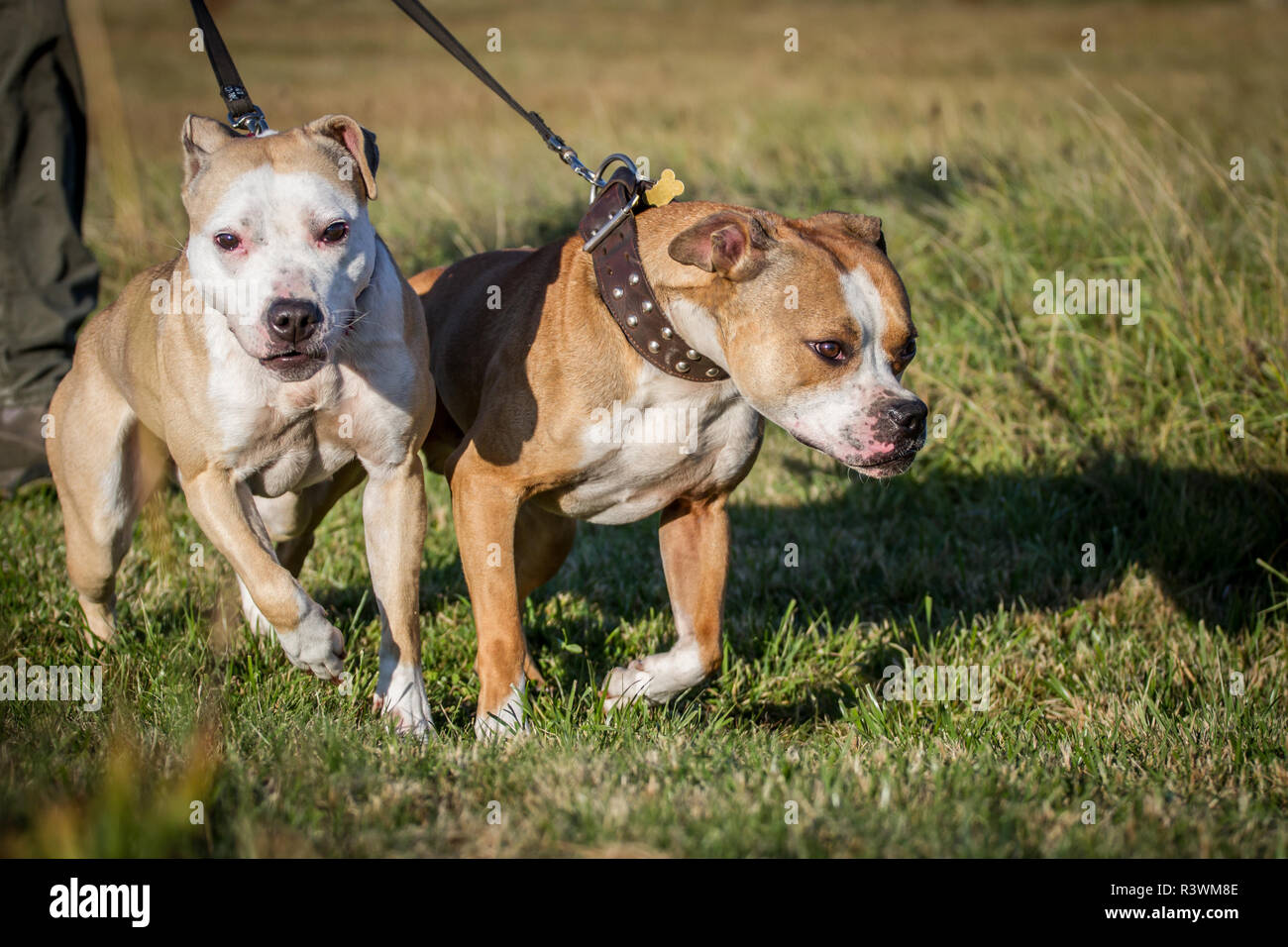 Deux puissants chiens de type Bulldog tirant sur la laisse Banque D'Images