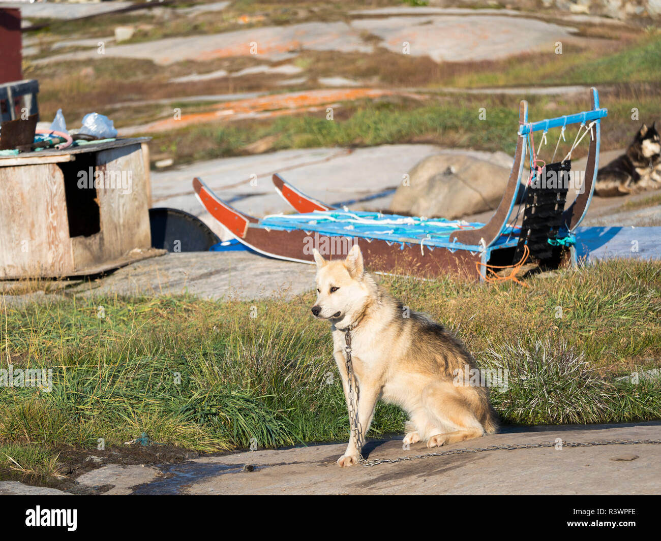 Chiens de traîneau. Oqaatsut village Inuit (autrefois appelé Rodebay) situé dans la baie de Disko, Groenland, Danemark Banque D'Images