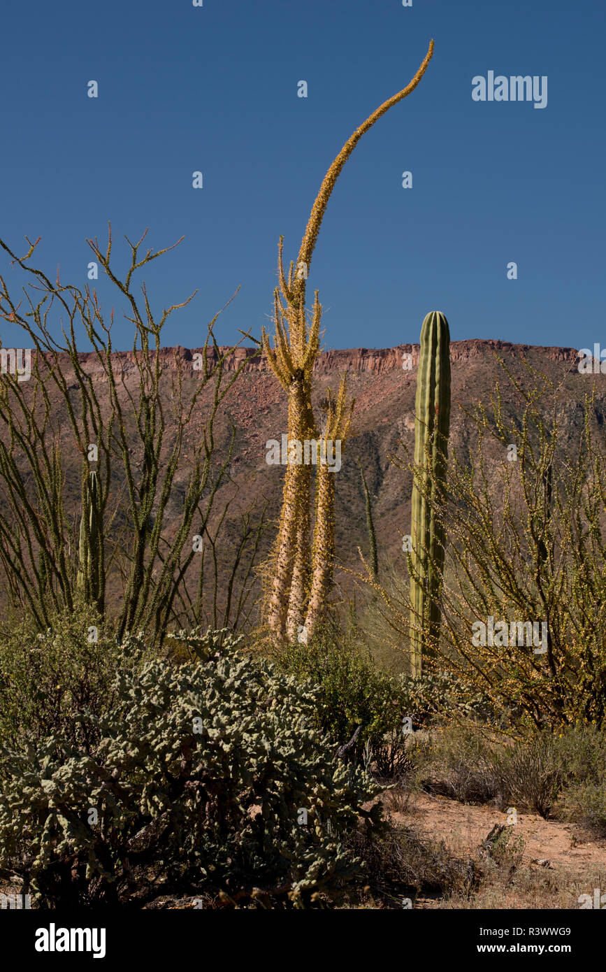 La Basse Californie, au Mexique. Arbre généalogique Boojum et la société avec d'autres cactus et de la flore du désert Banque D'Images