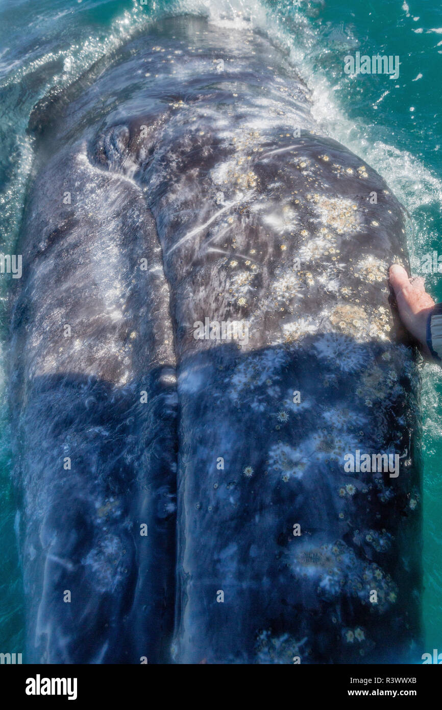 Baleine grise de poux parasites et les balanes. La lagune de San Ignacio. La Basse Californie, Mer de Cortez, au Mexique. Banque D'Images