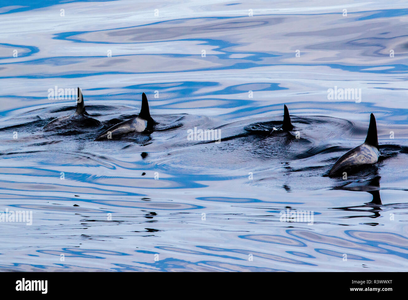 Rough-Toothed les dauphins nager dans la formation. Gorda Banques, Basse Californie, Mer de Cortez, au Mexique. Banque D'Images