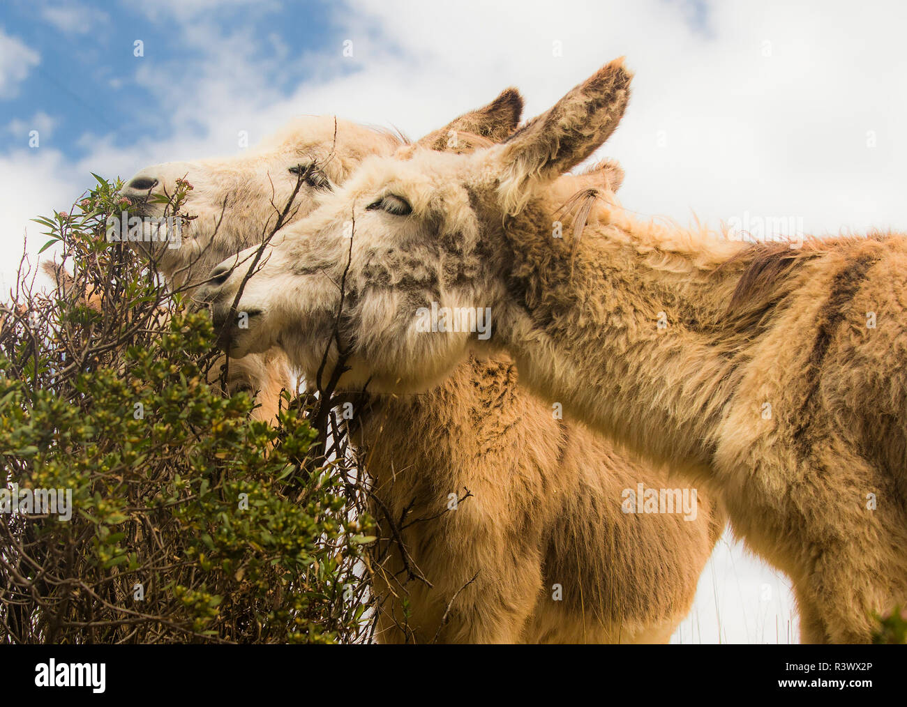 La région de Cusco, Pérou. Une paire d'ânes Poitou floue grignoter un buisson. Banque D'Images