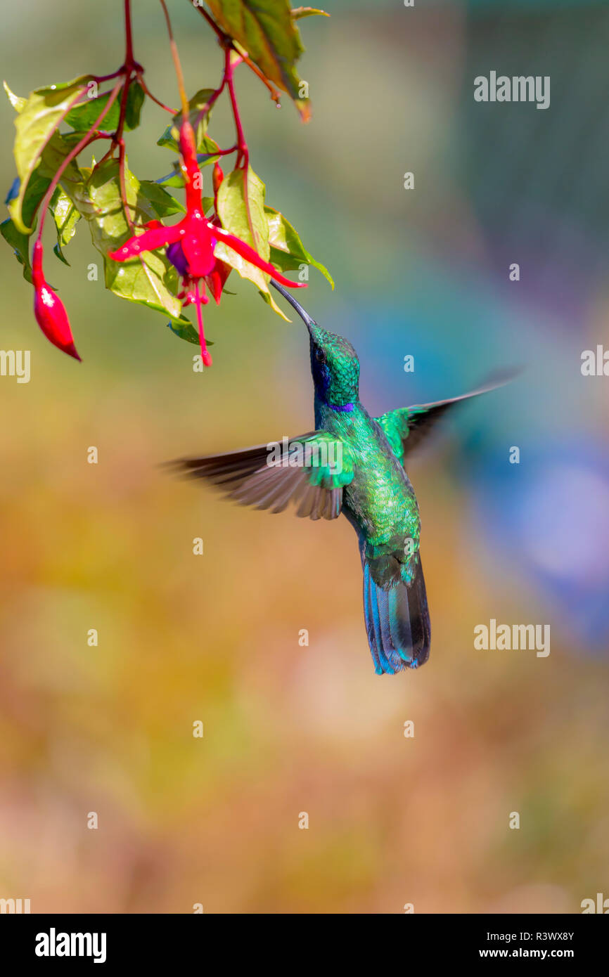 L'Amérique centrale, le Costa Rica. Moins violetear alimentation mâle colibri. En tant que crédit : Fred Seigneur / Jaynes Gallery / DanitaDelimont.com Banque D'Images