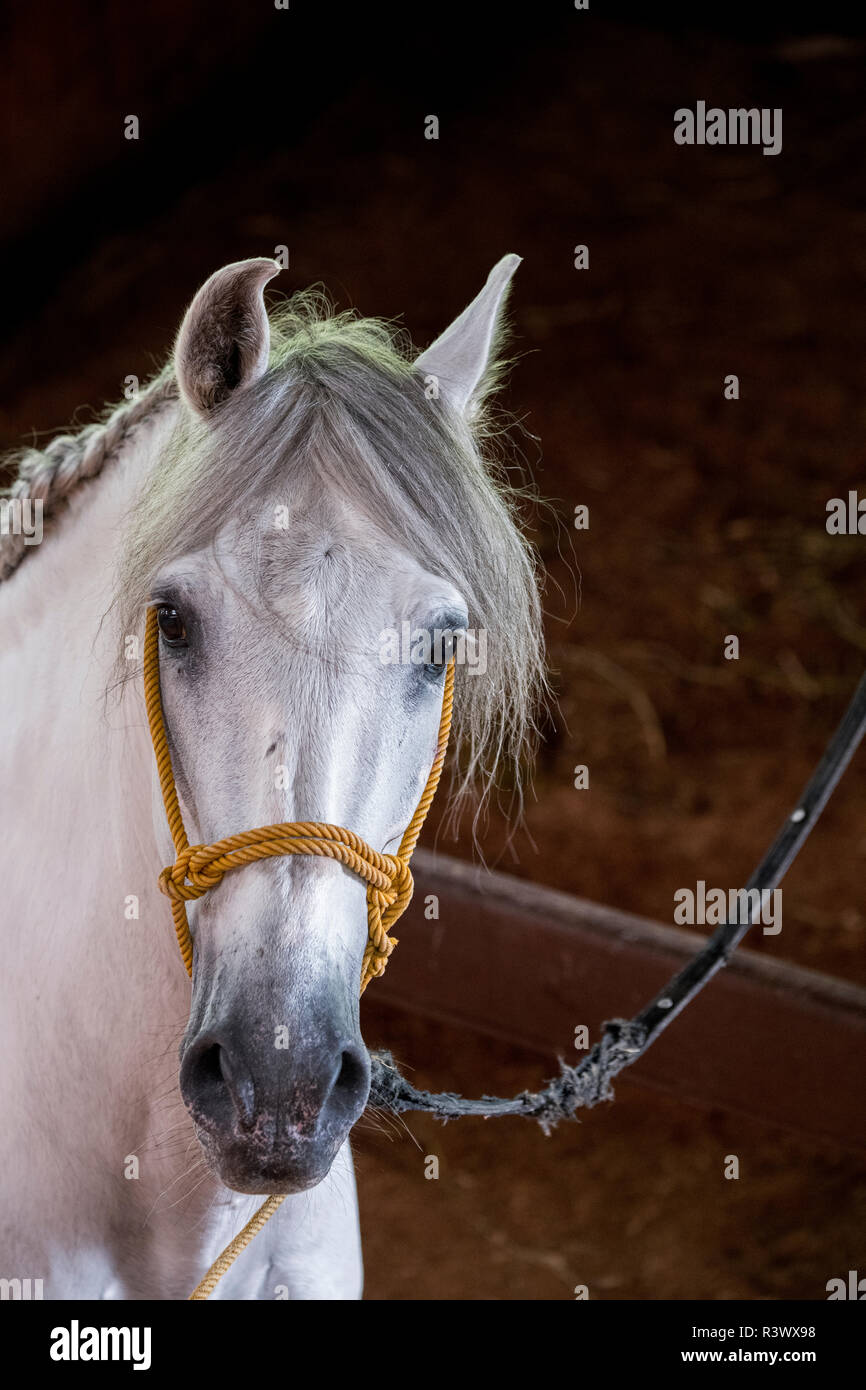 L'Amérique centrale, le Costa Rica, Alajuela Province, Rancho San Miguel. Espagnol traditionnel de chevaux andalous. (Usage éditorial uniquement) Banque D'Images