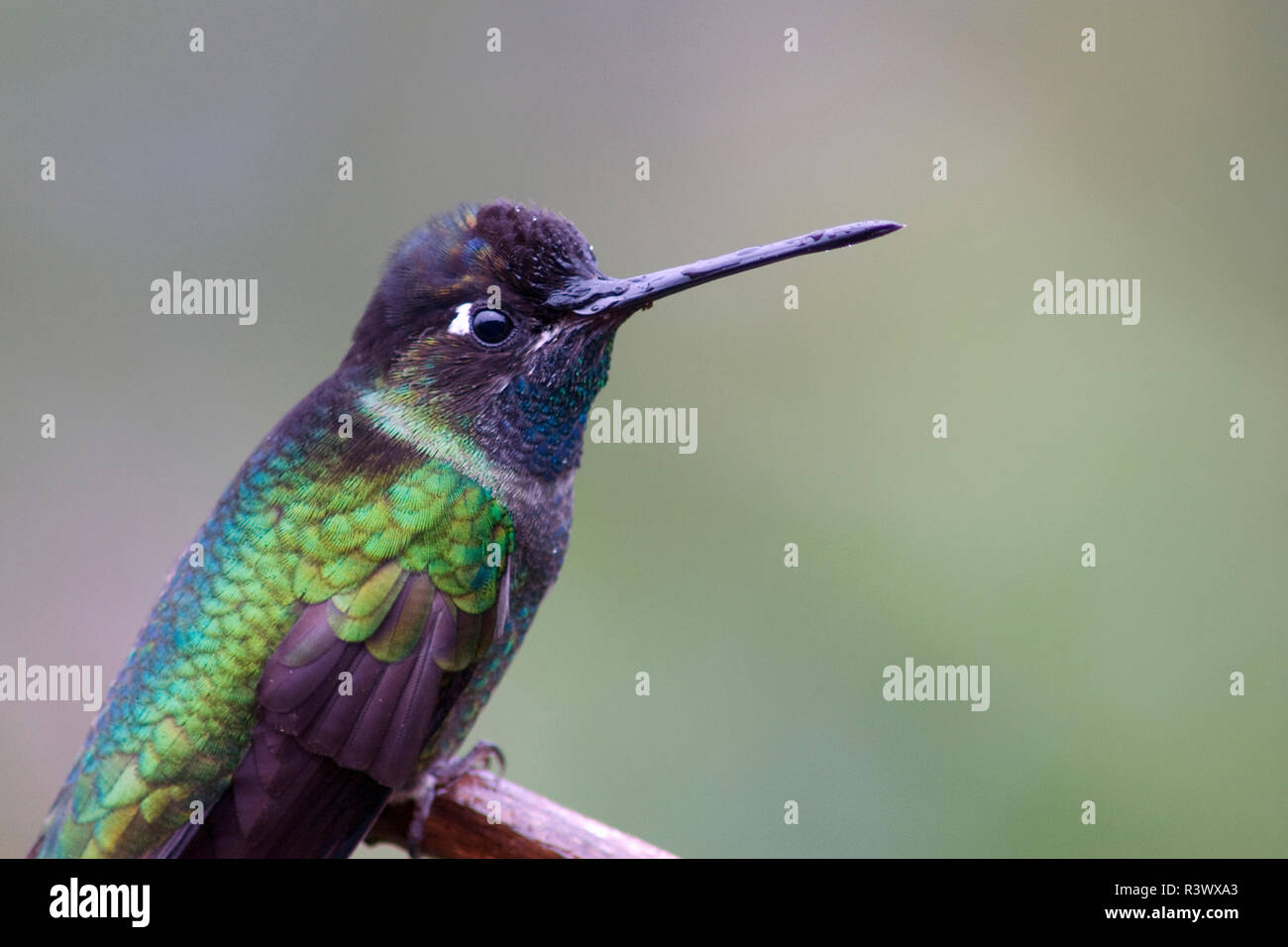Costa Rica, Amérique centrale. Colibri magnifique mâle. Banque D'Images