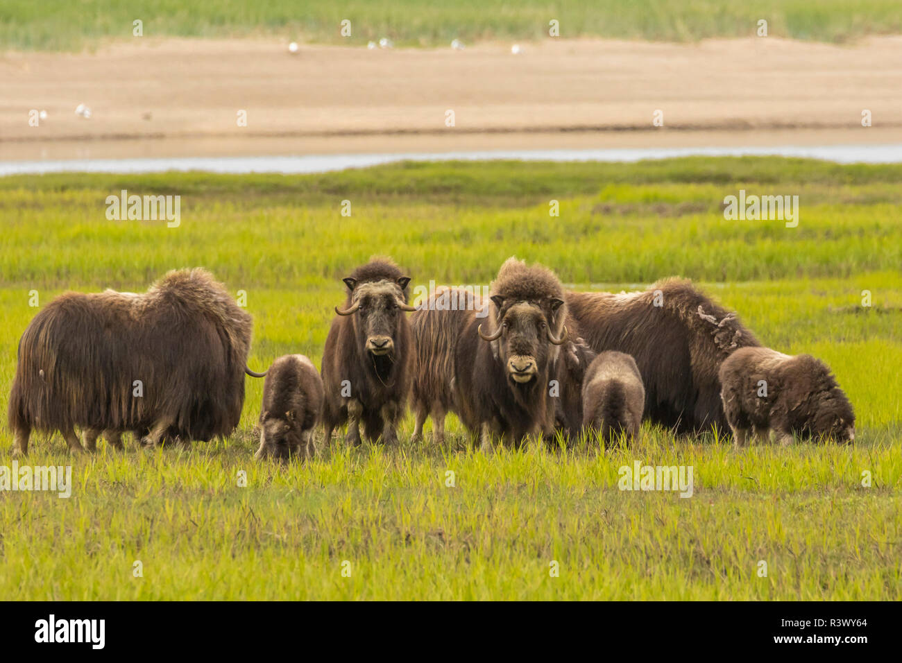 USA, Alaska, à Nome. Troupeau de boeufs musqués dans GRASS. Banque D'Images