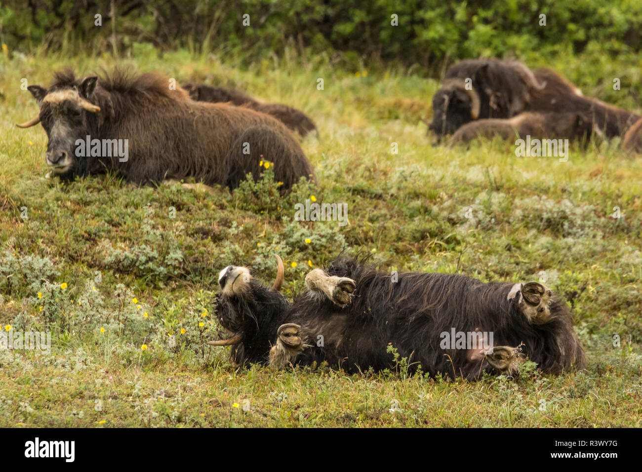 USA, Alaska, à Nome. Musk ox femme roulant dans l'herbe. Banque D'Images