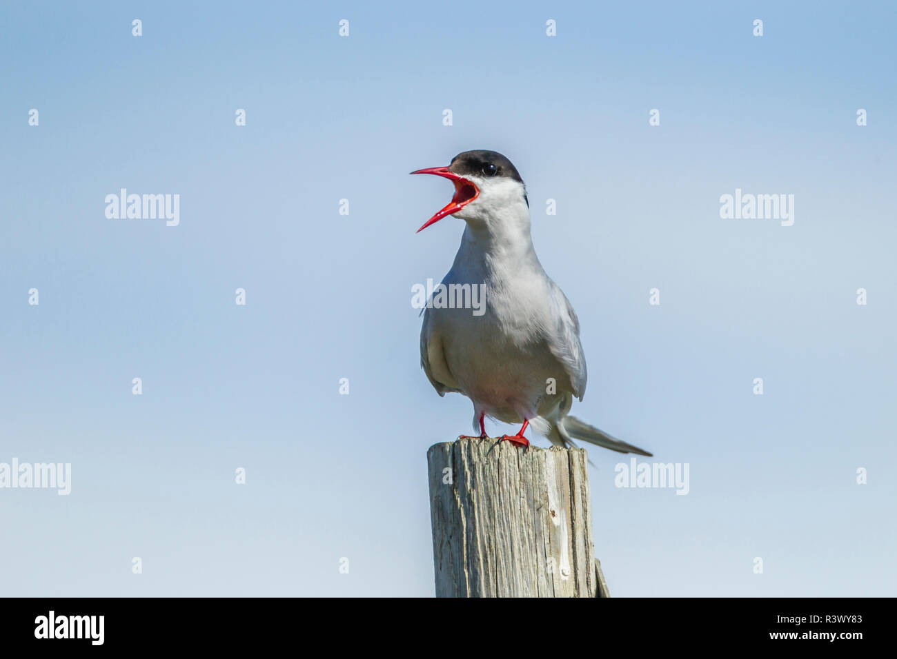 USA, Alaska, à Nome. Sterne arctique d'appeler. Banque D'Images