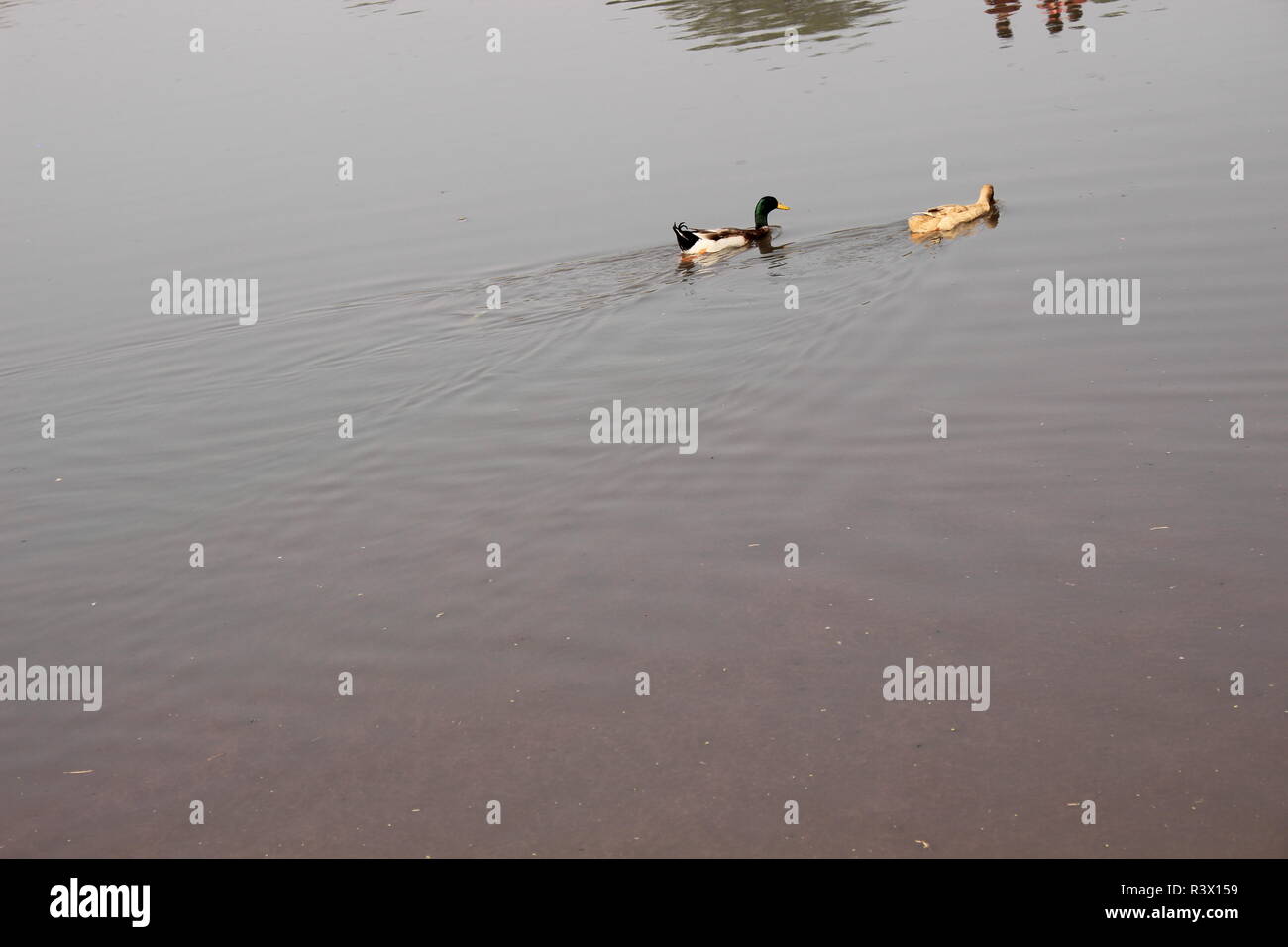 L'eau s'écoule et Swan. Banque D'Images