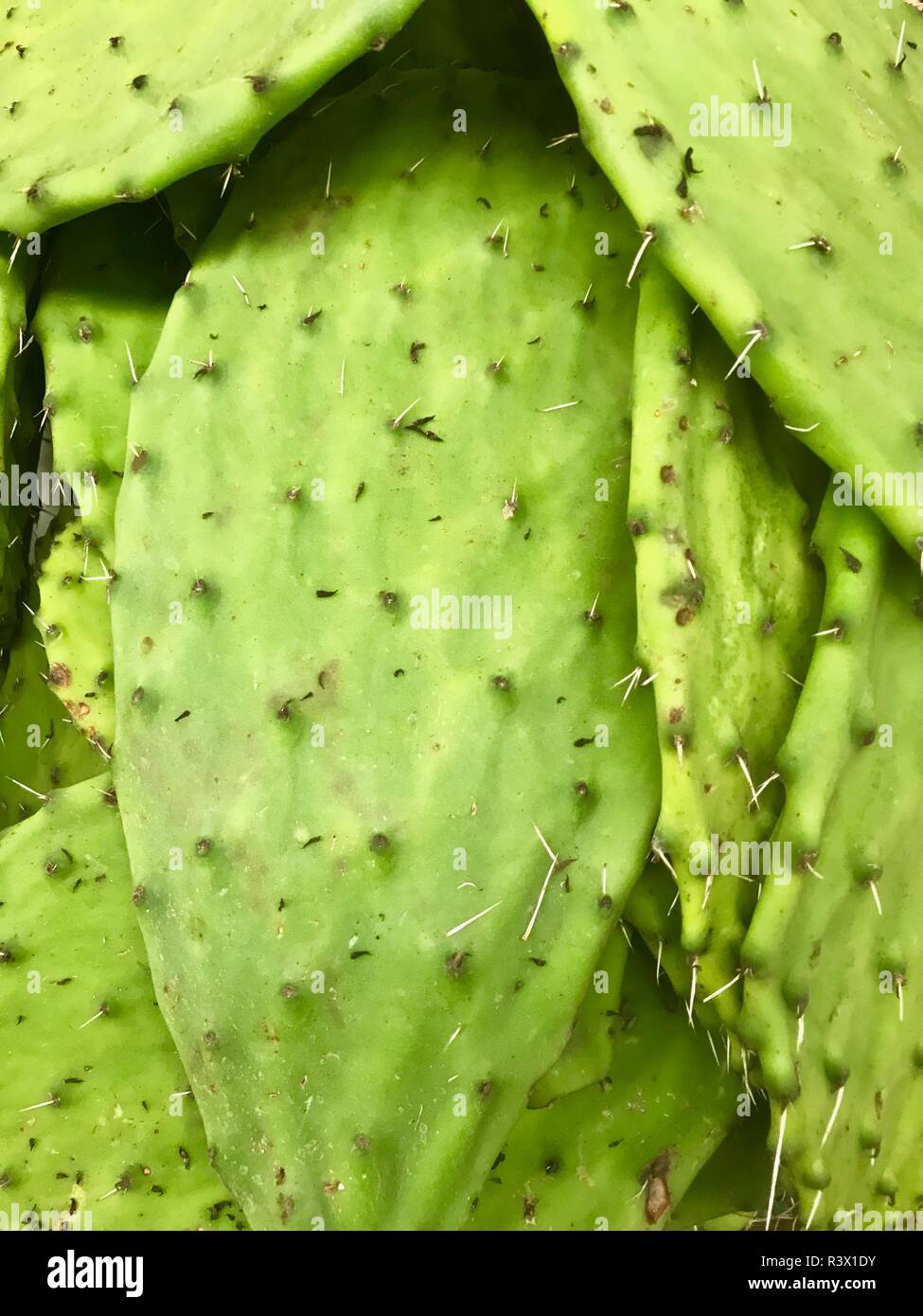 Un cactus comestible populaire appelé nopal dans la cuisine traditionnelle mexicaine typique Banque D'Images