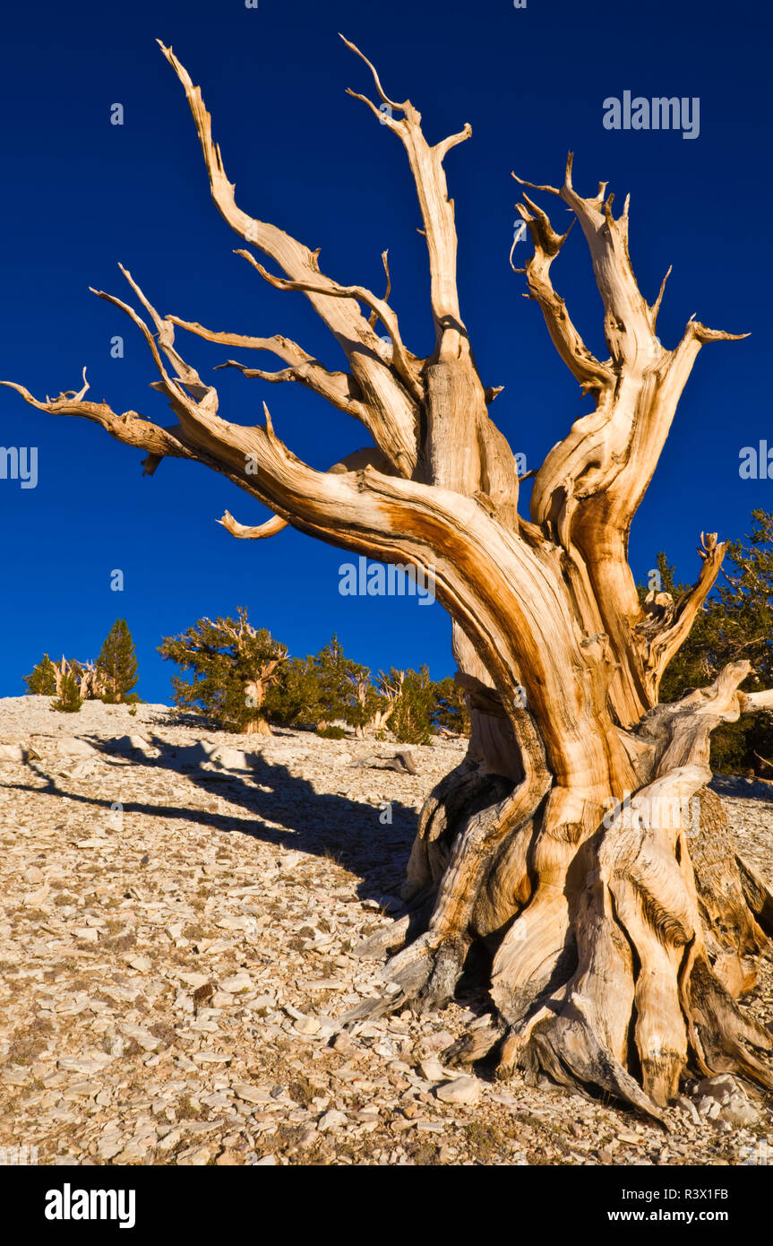 Ancient Bristlecone Pines (Pinus longaeva) dans le Patriarche Grove, ancienne Bristlecone Pine Forest, Montagnes Blanches, California, USA Banque D'Images