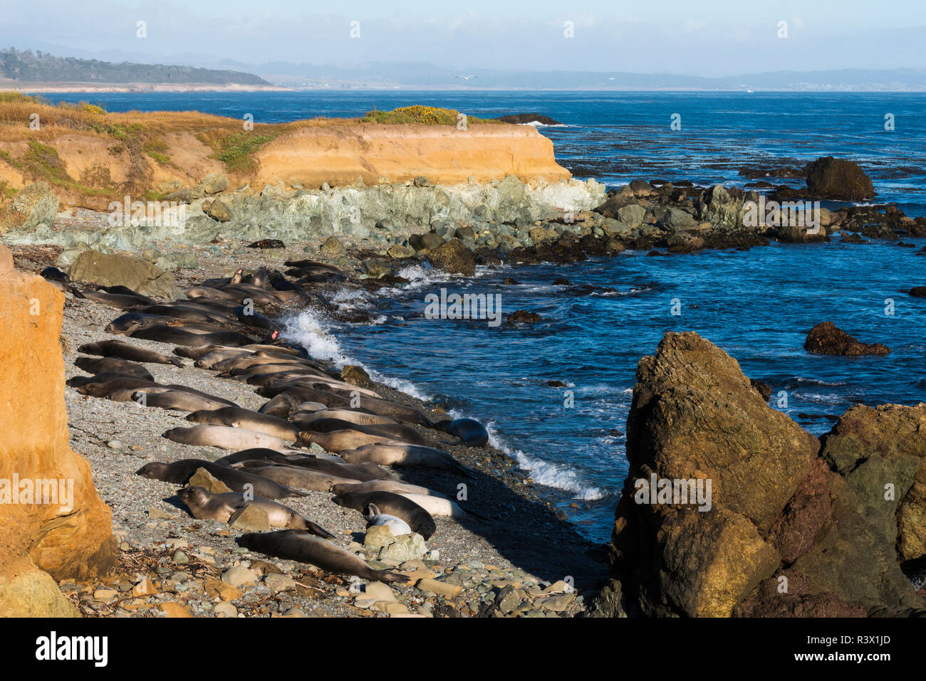 L'éléphant à l'éléphant de Piedras Blancas rookery, San Simeon, California, USA Banque D'Images