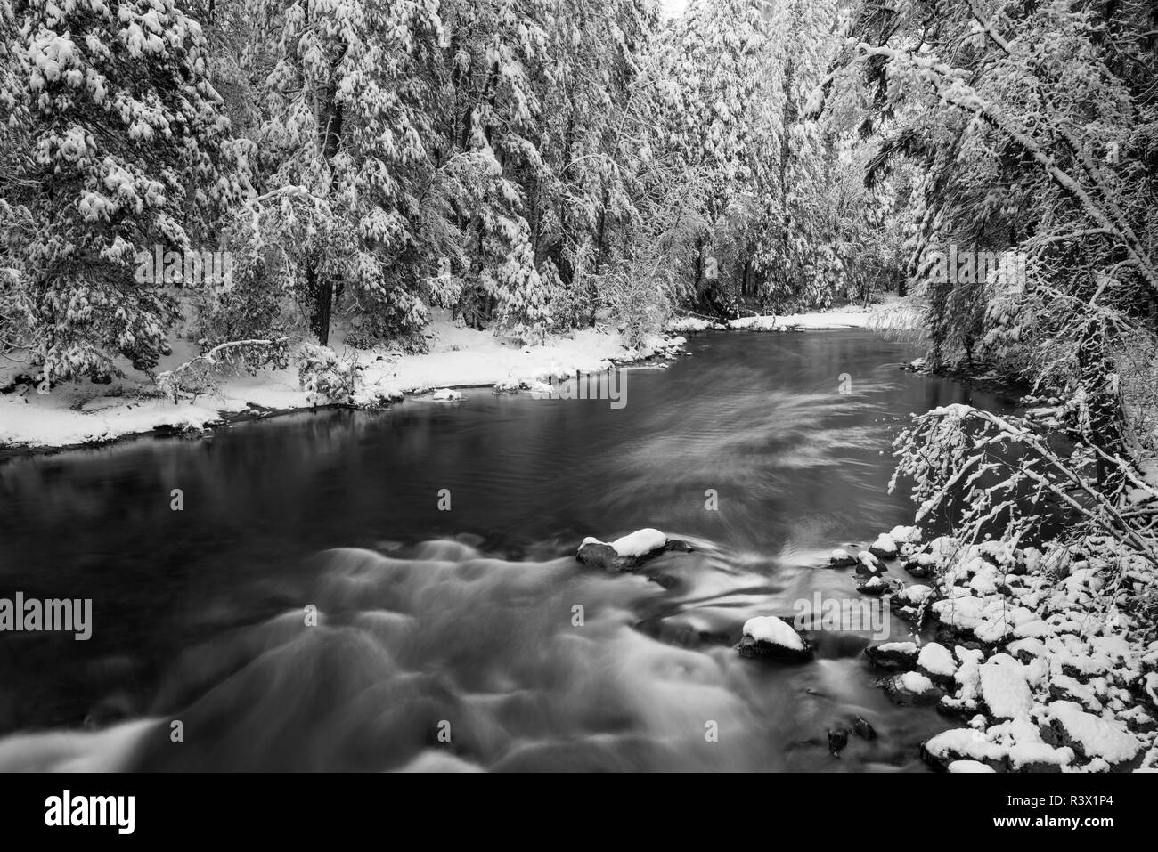 Saupoudré de neige pines le long de la rivière Merced, Yosemite National Park, California, USA Banque D'Images