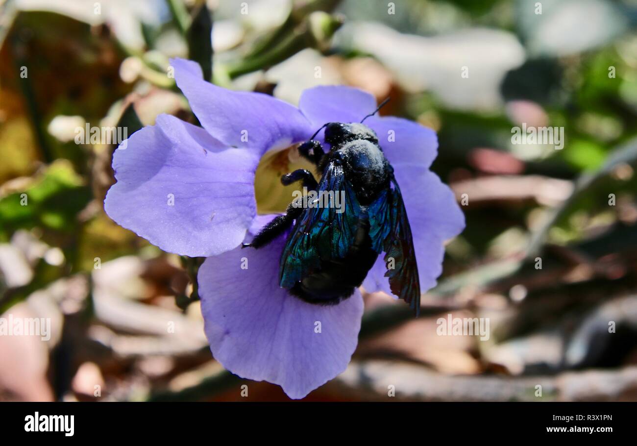 Une énorme abeille noire dans une fleur Banque D'Images Une énorme abeille noire dans une fleur Banque D'Images