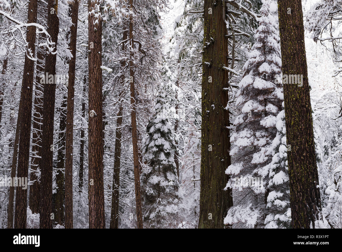 Pins d'hiver, vallée de Yosemite, Yosemite National Park, California, USA Banque D'Images