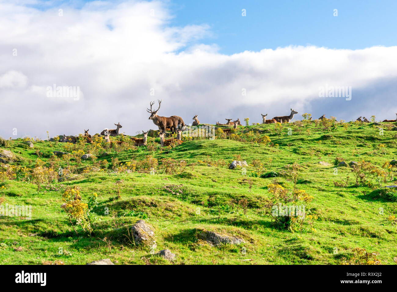 Un grand chef de la meute avec de grandes longues cornes parmi d'autres dans le troupeau de cerfs rouges Highland Wildlife Safari Park, Ecosse Banque D'Images