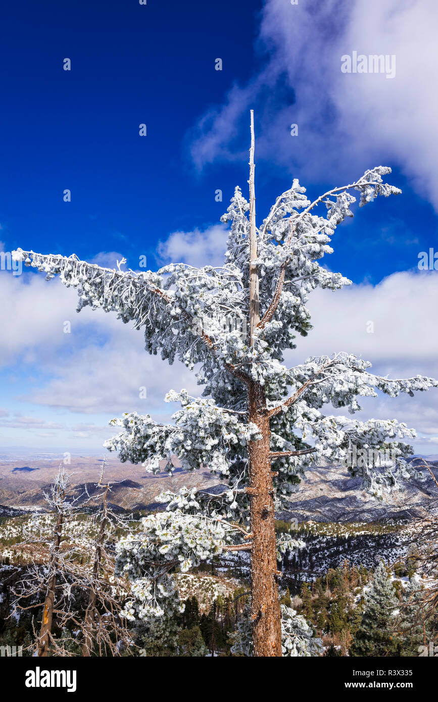 Le givre blanc sur le pin, forêt nationale de San Bernardino, Californie, USA Banque D'Images