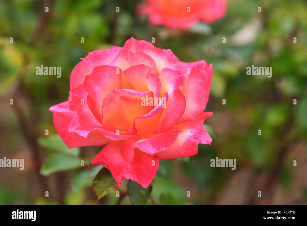Jardin botanique, Balboa Park, San Diego, California, USA Banque D'Images