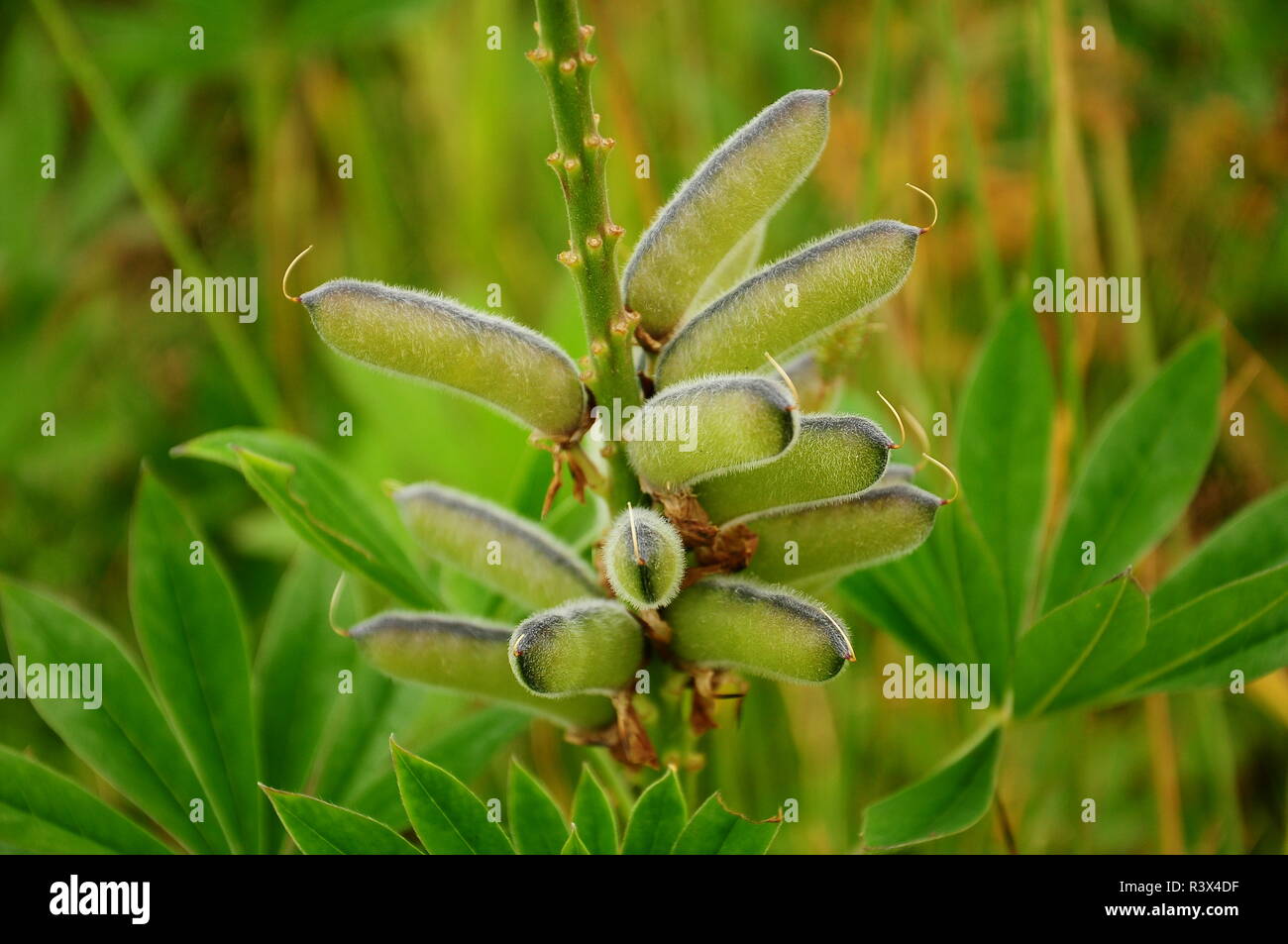Boîtes de plantes sauvages, macro Banque D'Images