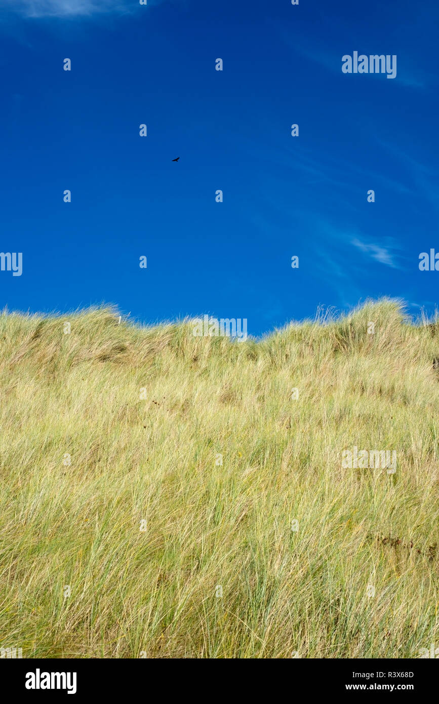 Les grandes dunes de sable vert et bleu ciel Banque D'Images