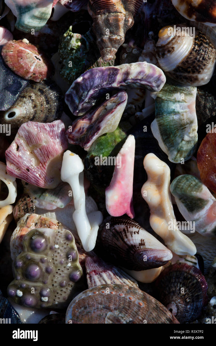 États-unis, Californie, La Jolla. Les coquillages sur la plage. En tant que crédit : Christopher Talbot Frank / Jaynes Gallery / DanitaDelimont.com Banque D'Images