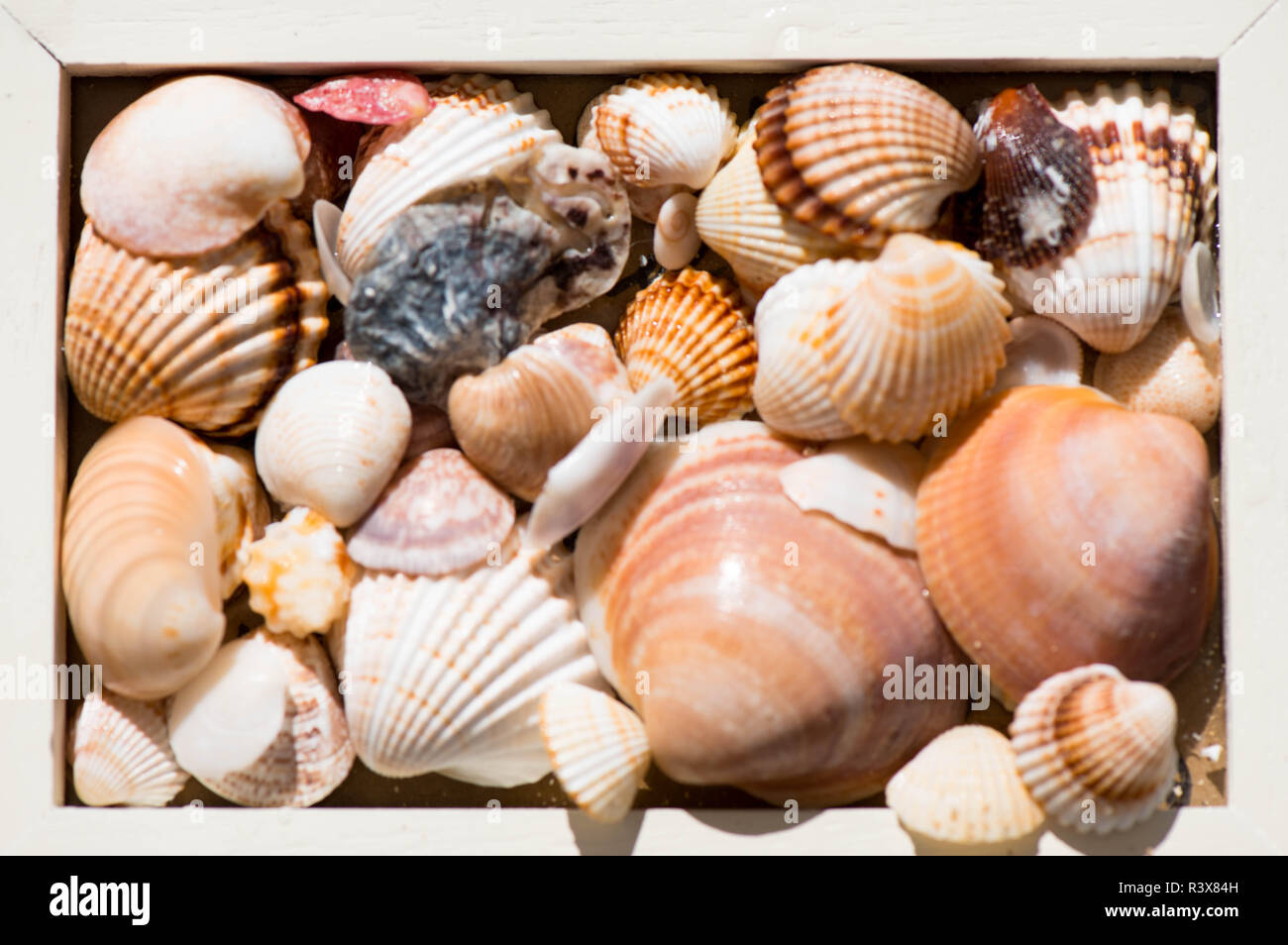Un shell de formes et de couleurs différentes dans une boîte en bois. Banque D'Images