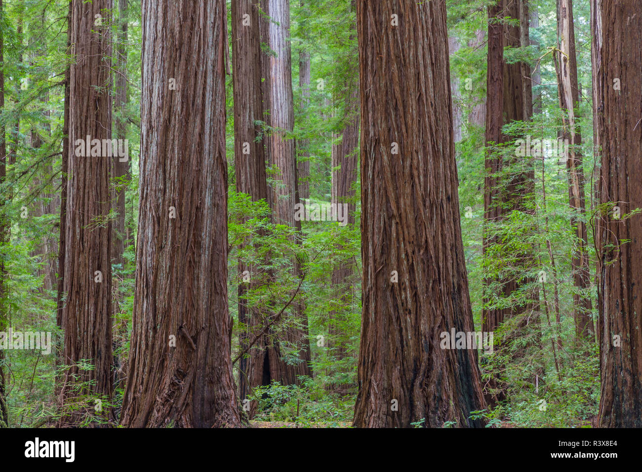 États-unis, Californie, Humboldt Redwoods State Park. Redwood tree scenic. Banque D'Images