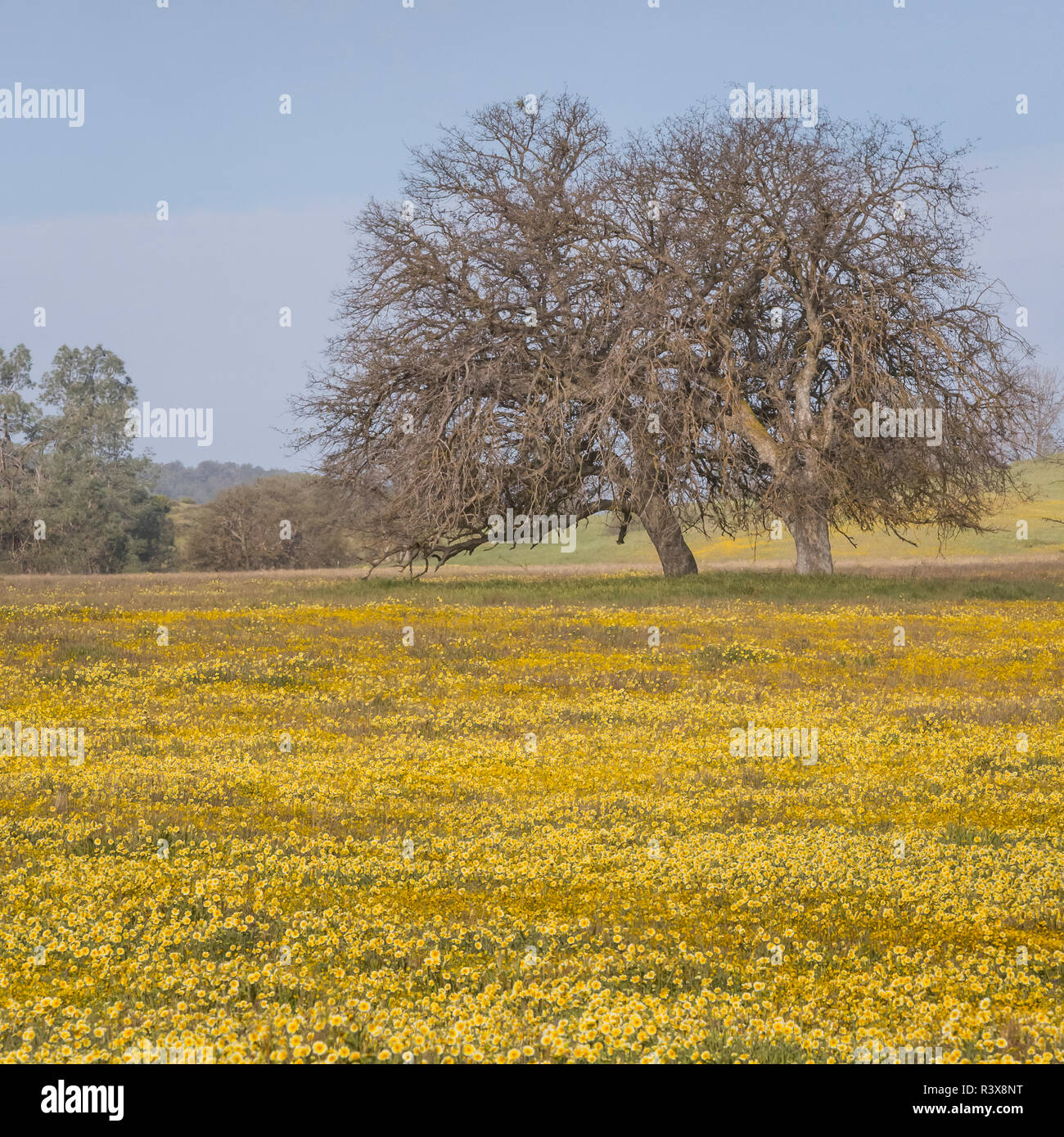 États-unis, Californie, Shell Creek Road. Domaine de tidy astuce fleurs et arbres de chêne. En tant que crédit : Don Paulson / Galerie / DanitaDelimont Jaynes. com Banque D'Images
