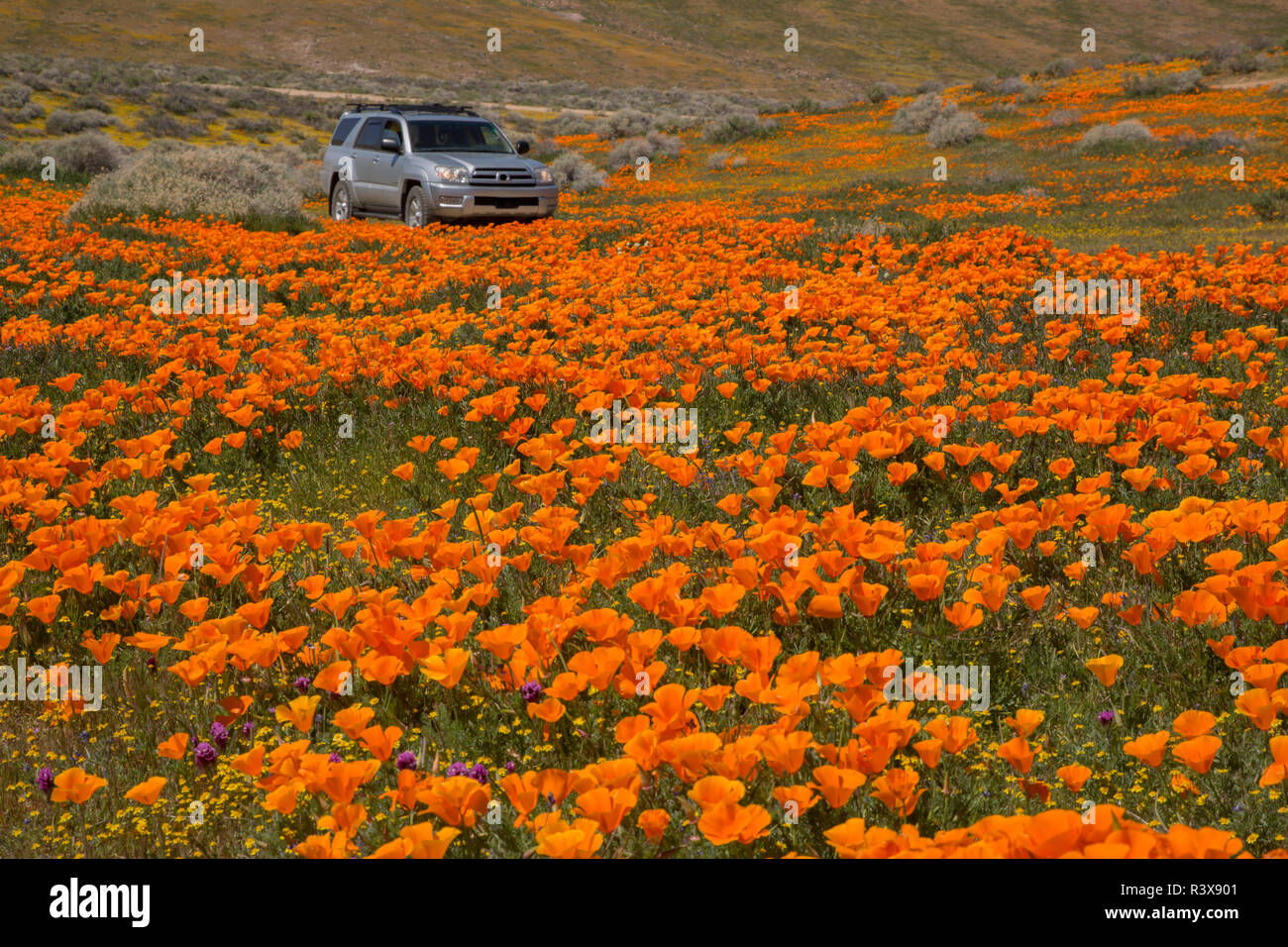 États-unis, Californie, désert de Mojave. Pavot de californie couvre de fleurs champ. Banque D'Images